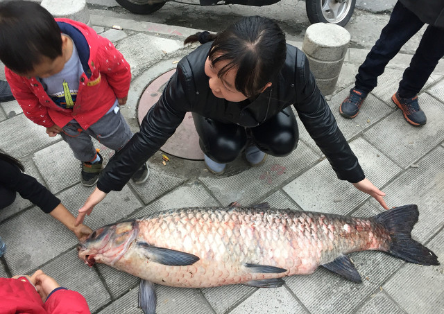 牛人！女子徒手抓获百斤“青鱼王”，邻居：青鱼石价值不菲