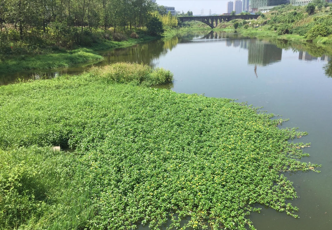 罂粟种植,罂粟种植多少棵违法