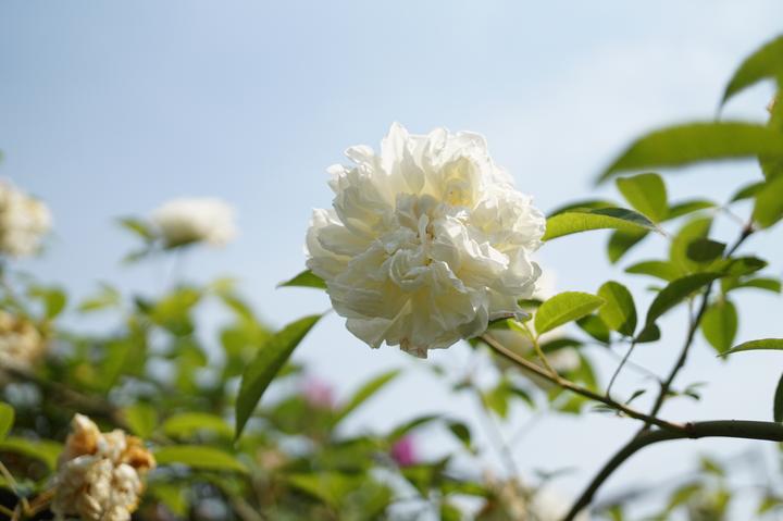 植物园属于哪个区(@广大市民游客，五一杭州植物园最全赏花攻略送上)