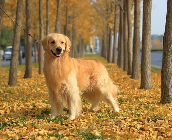 世界上最聪明的狗排名，边境牧羊犬最会察言观色