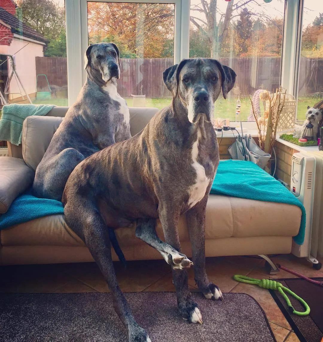 世界上最大的狗 适合上班族养的狗-有深度有内涵的一个小网站-文化号