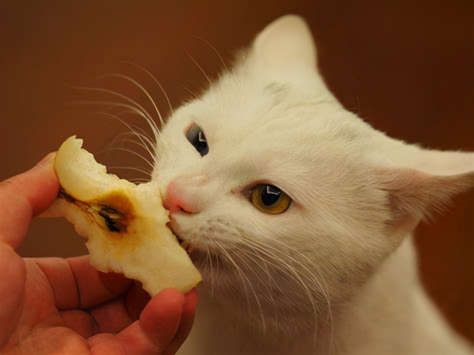 猫咪围着我转圈蹭我是什么意思(猫咪围着我的腿转蹭啥意思)-第8张图片