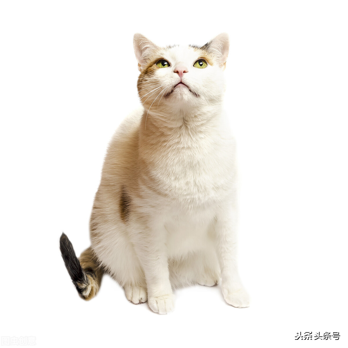 给小猫打针多少钱(给猫咪看病有多烧钱？)