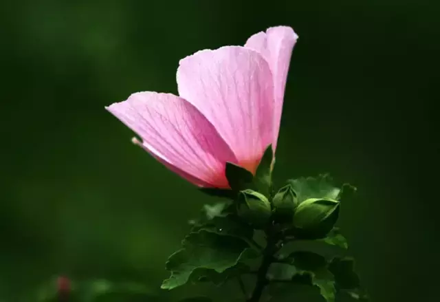 “桃之夭夭，灼灼其华”，《诗经》里那些名字好听的花花草草