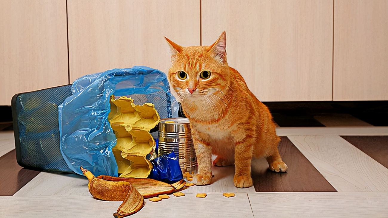**猫咪智商排行榜：6种高智商行为表现解析**