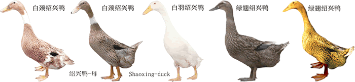 禽中明珠:绍兴鸭