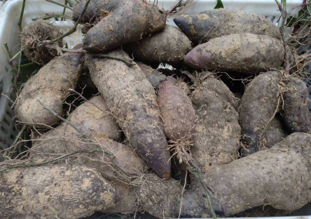 大薯和紫山药的区别(脚板薯:南方特有的薯,长得像人的脚板,曾被当饭吃