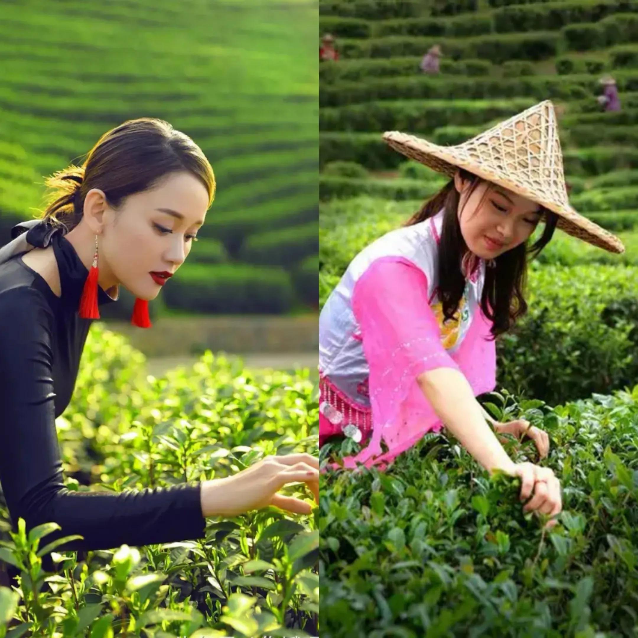 漂亮的采茶女孩图片图片