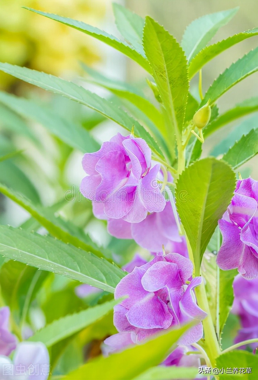 鳳仙花怎麼傳播種子(還記得小時候用來染指甲的鳳仙花嗎)