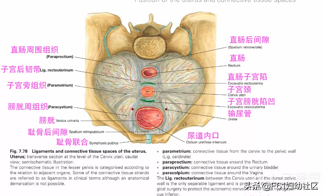 子宫颈是什么样的(女性生殖解剖（子宫部分）)