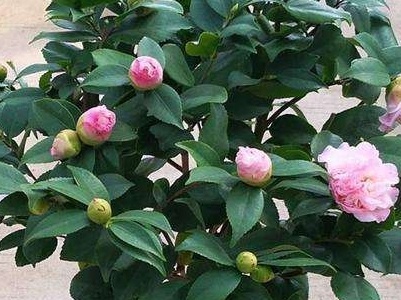 茶花烂根了怎么办
