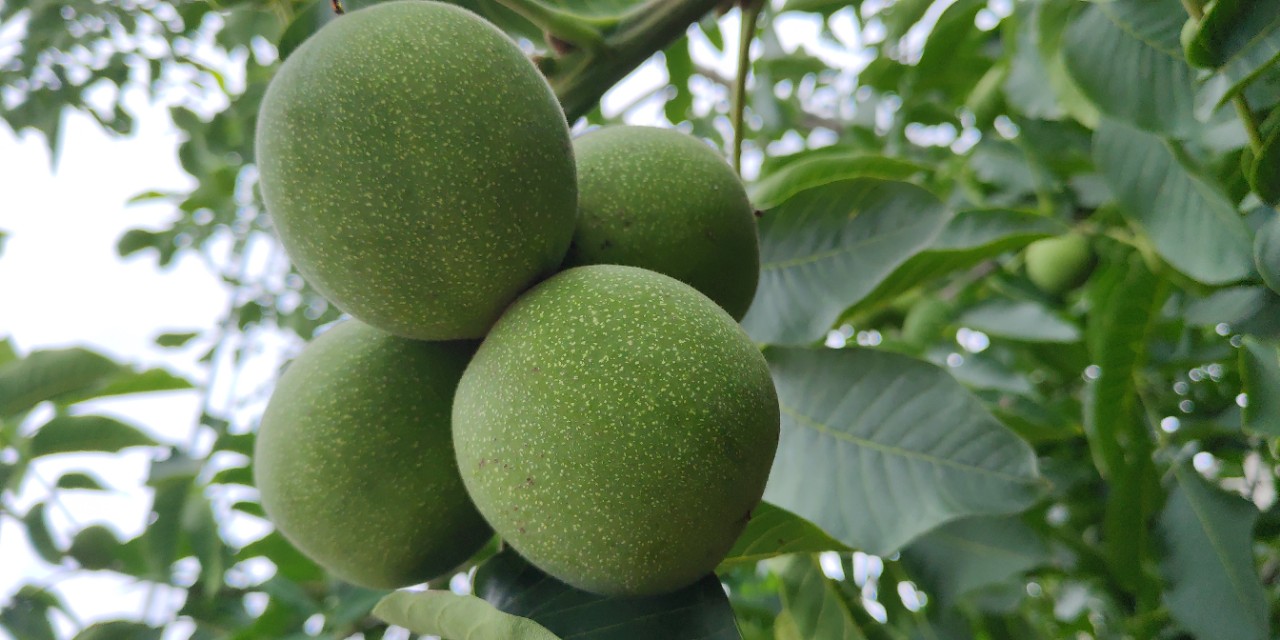 核桃起源于我国，并非从国外引入