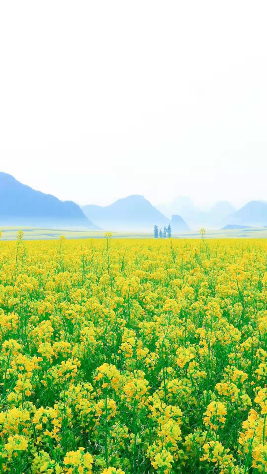 油菜花含有丰富的营养价值和养生价值,富含多种人体所需的营养元素