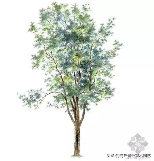 常绿乔木有哪些（70多种常用常绿乔木图例宝典）
