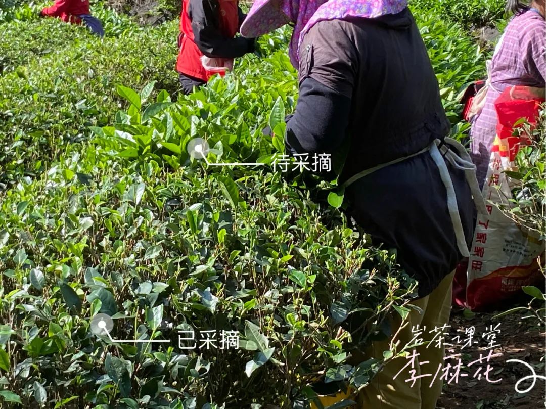 5万一斤的正岩核心岩茶，如今不到1万就能敞开肚皮喝，你敢信？