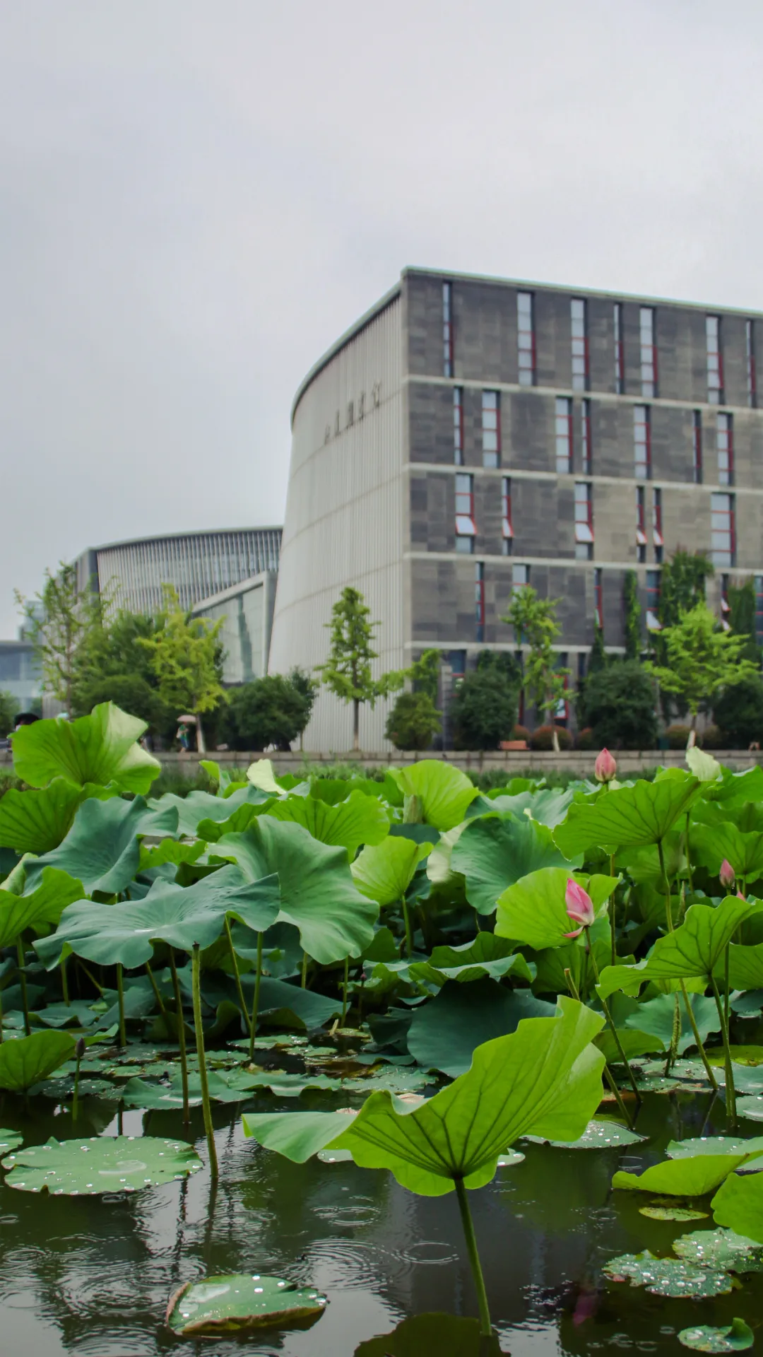 “你为什么非要去上那个南大啊！”“那可是南京大学啊！”