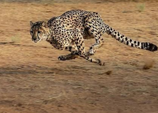 猎豹跑100米需要几秒（博尔特100米9秒58，猎豹100米能跑多久？对比后才发现差距太大）