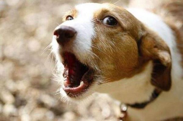 主人听到狗的叫声立马起床开灯查看有什么异样,结果发现明明什么事情