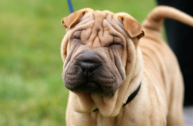 中国沙皮犬中国沙皮犬的寿命