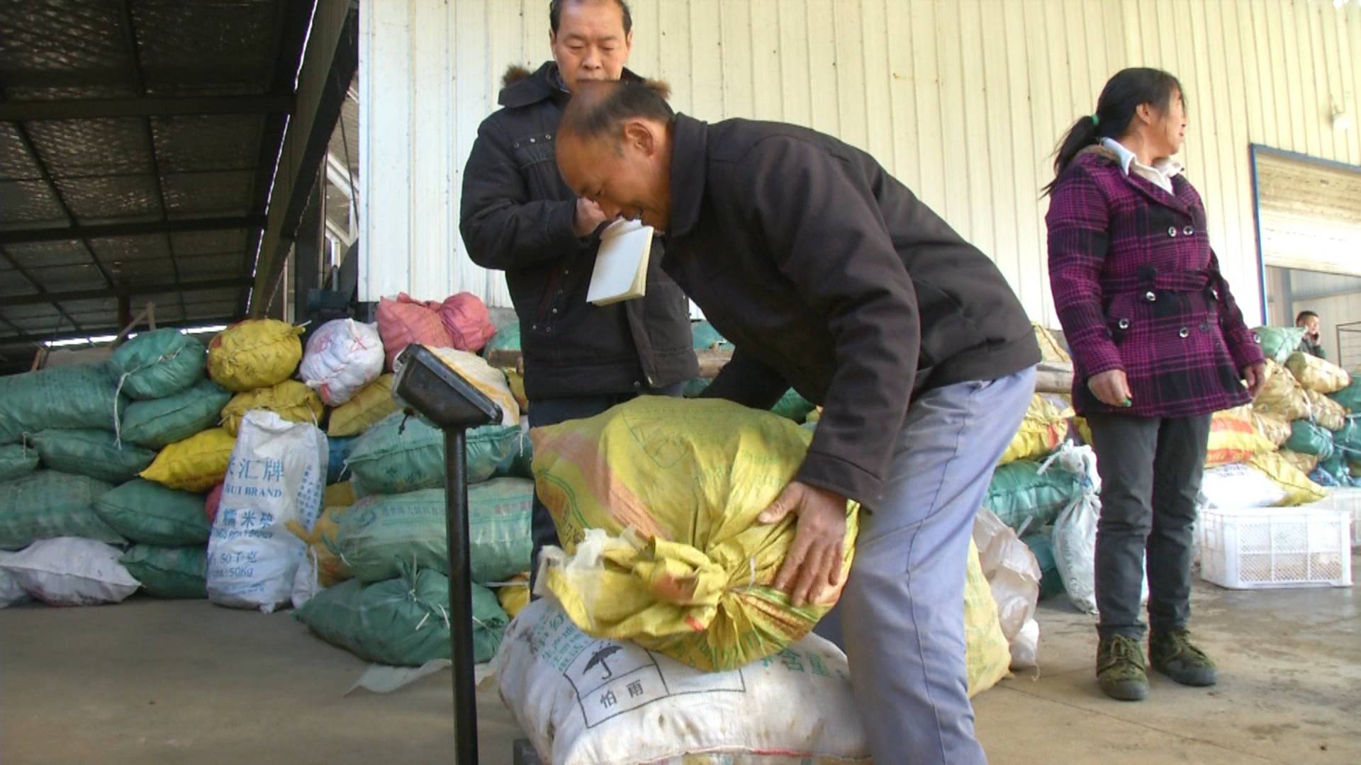 “药用宝库”里挖宝，品质超往年，价格上涨35%，乡亲好开心