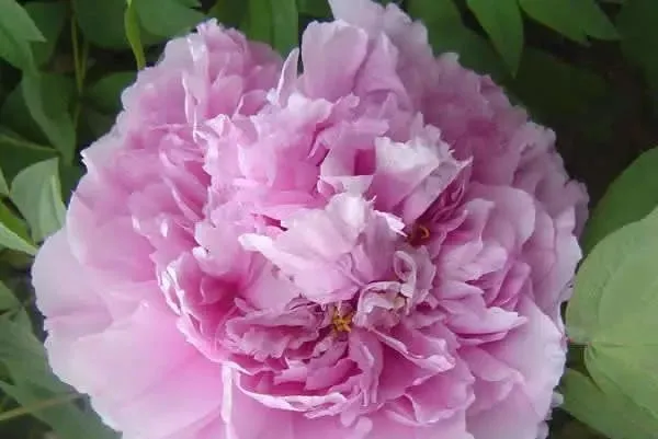 100种名贵牡丹鉴赏 绘画好素材（报花名）