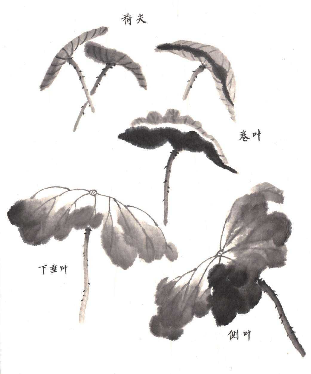 国画知识:荷花画法详细解析,从没骨法到勾填法教你画,简单易学