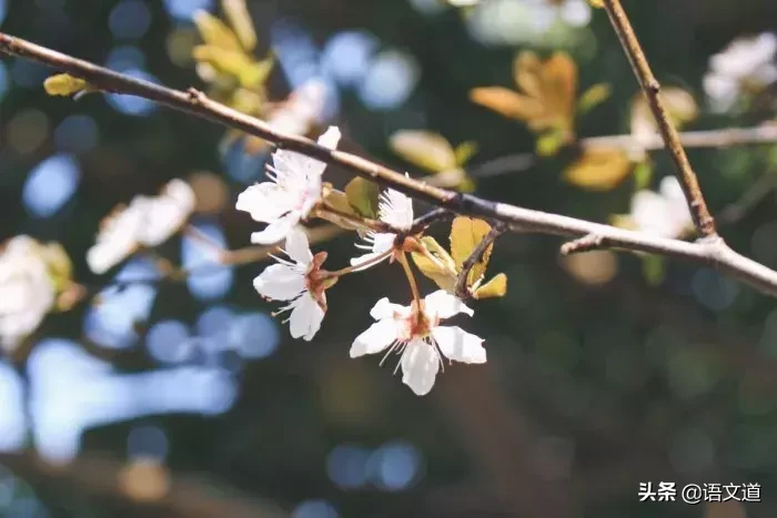 诗词：赏最美立春诗词，走进一年美好春光！