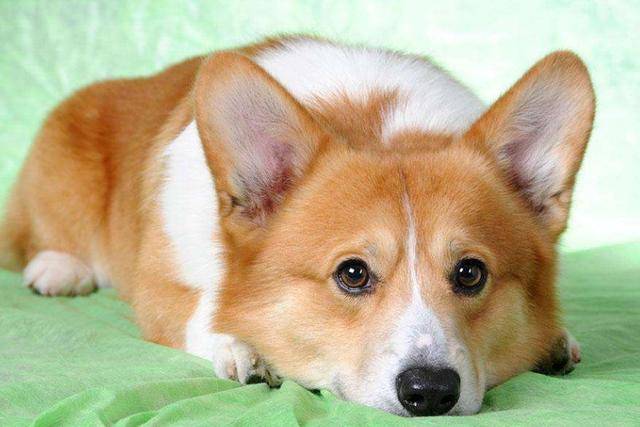 不要觉得吓唬柯基犬之后,它们的反应很搞笑.