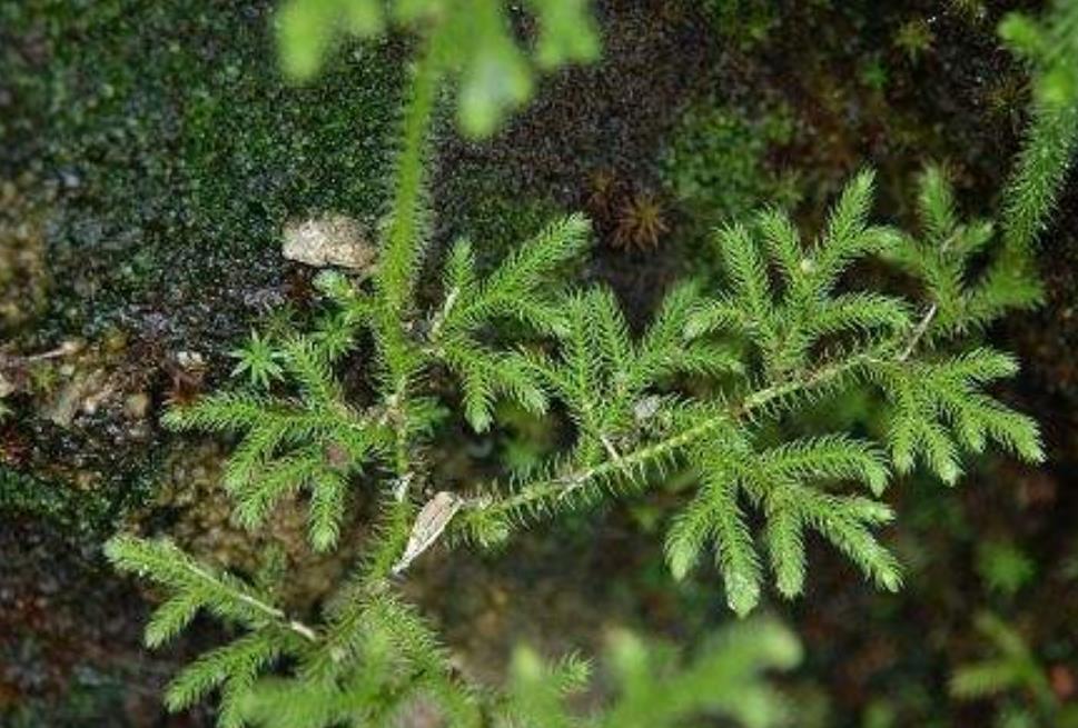 收鸡草的功效与作用(收鸡草的功效与作用禁忌)-我的快乐小窝