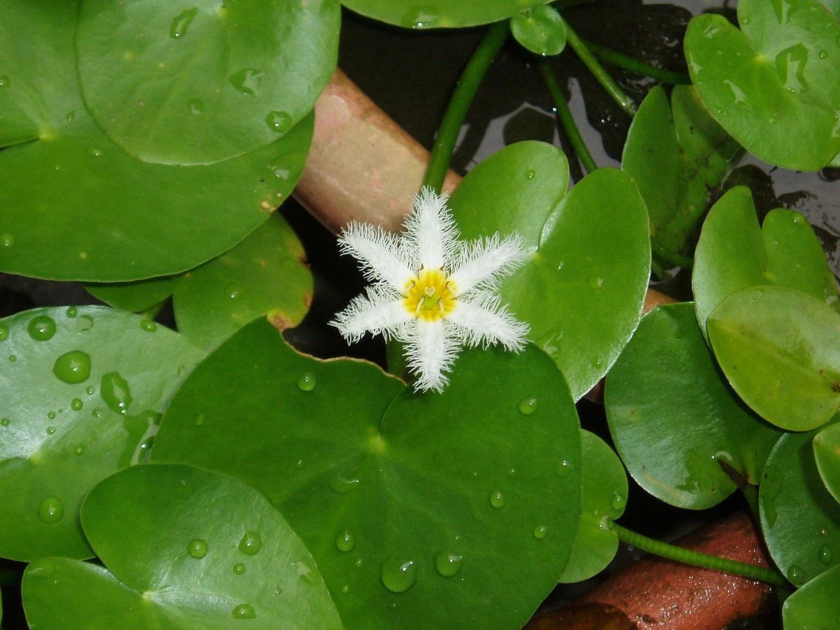 挺水植物有哪些品种（6种翠绿的浮水植物）