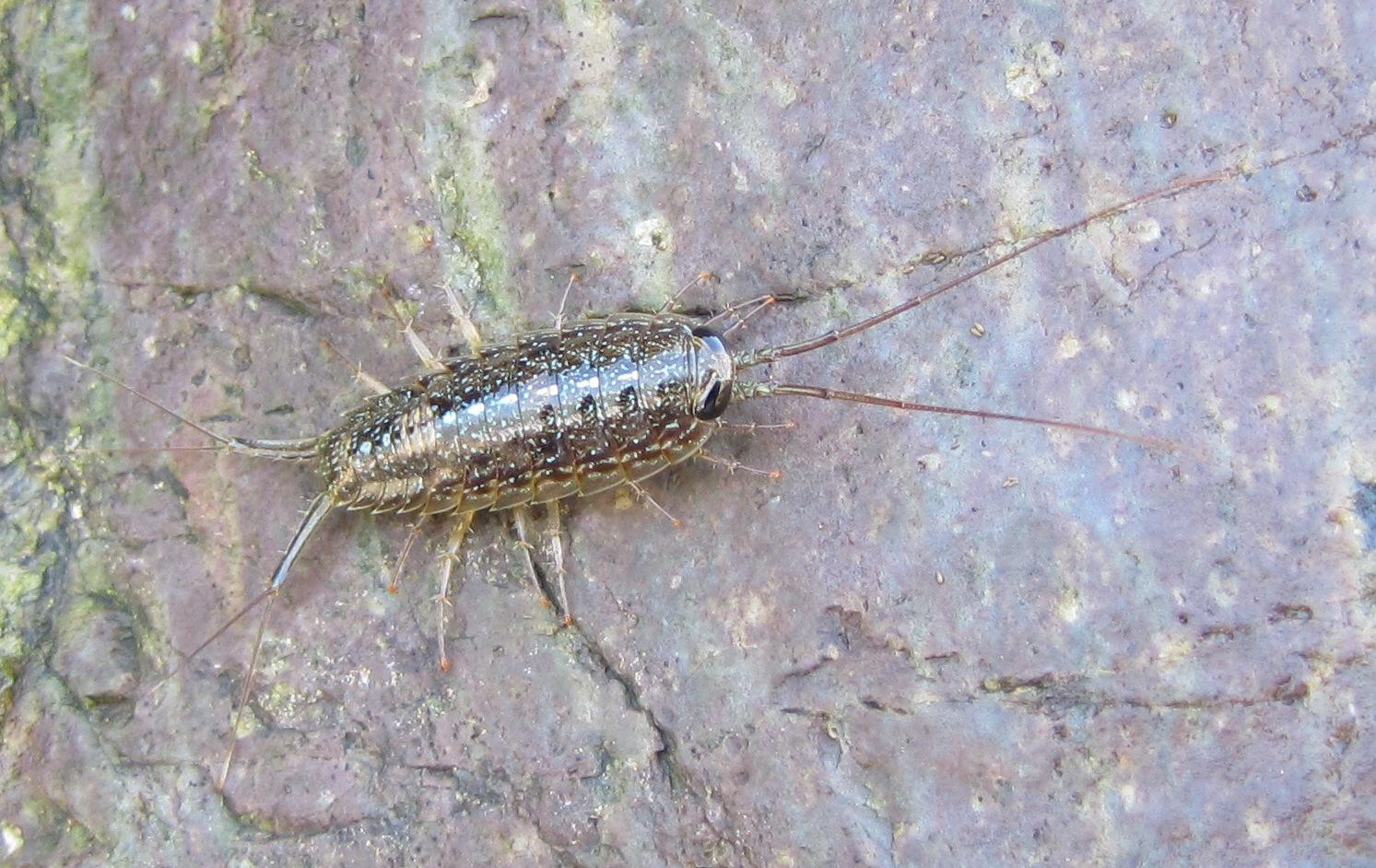 海蟑螂有毒吗(知识科普关于海蟑螂的那些事)