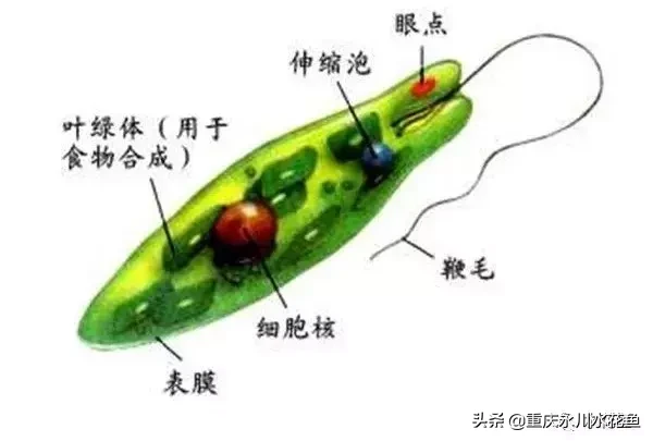 甲藻结构图图片