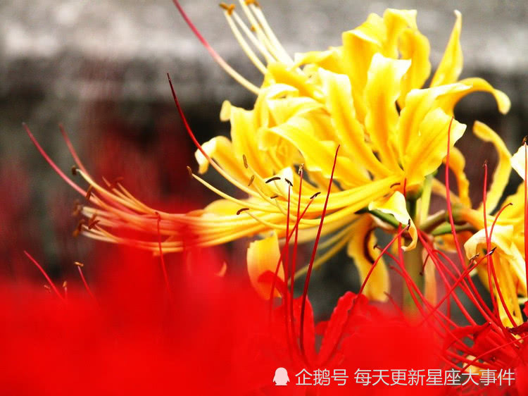 彼岸花的花语 彼岸花最火的文案-千百号