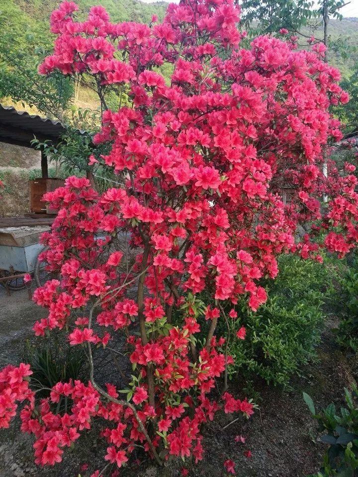 花都香草世界杯app(20种耐阴花，北阳台也能长成一片，满屋都飘香！)