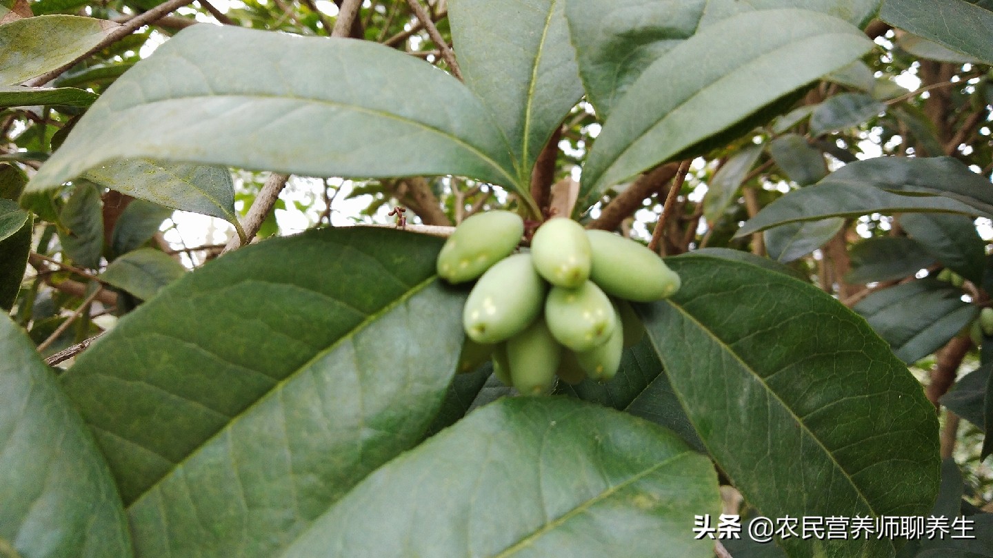 桂花树的果实怎么食用（桂花果泡酒有妙用）
