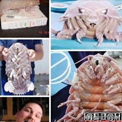 深海中最可怕的生物排行榜