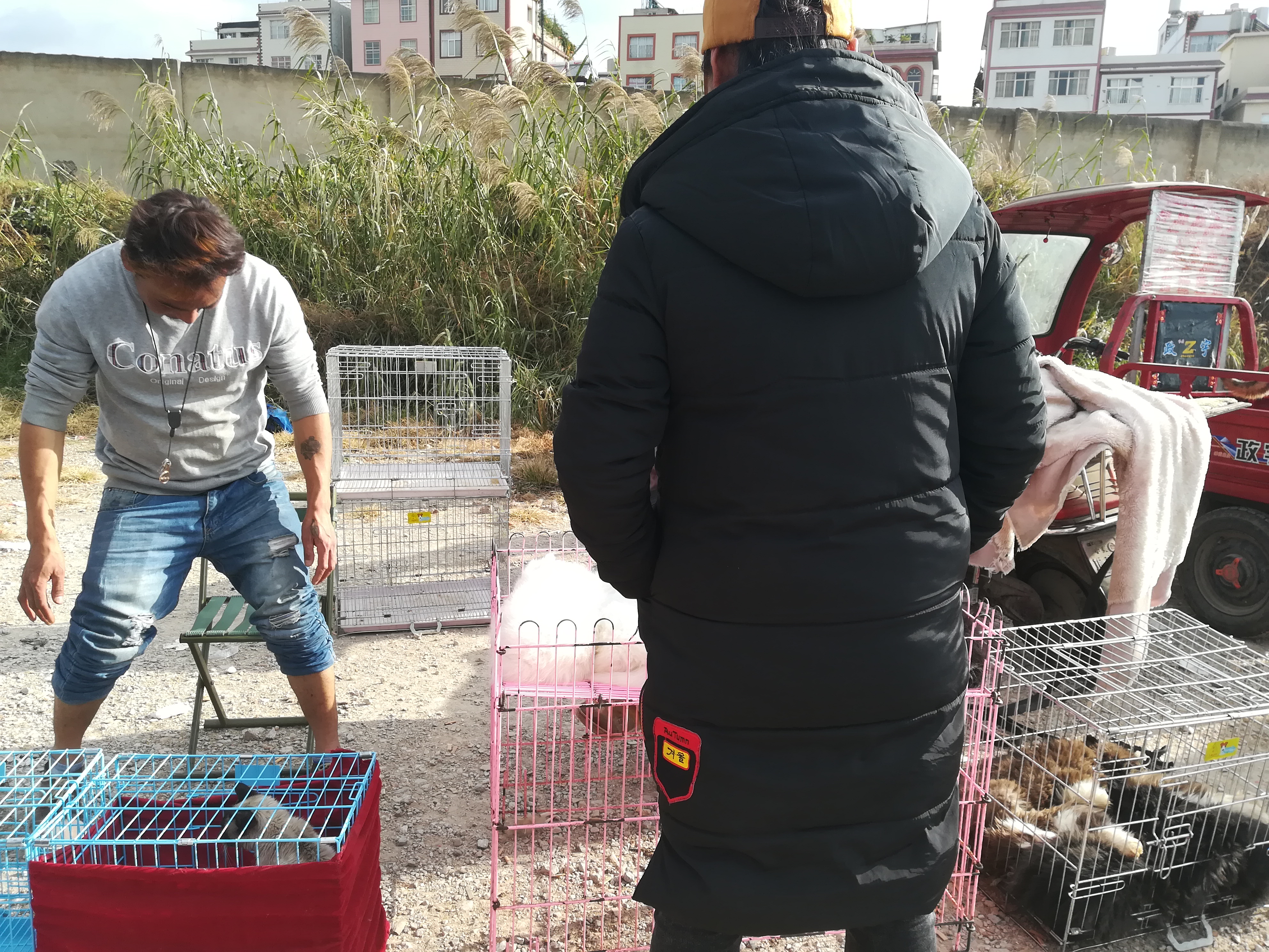 狗市：商贩出售萨摩耶喊价600元，顾客却想400元买走？