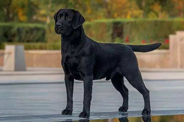 为什么拉布拉多犬最好养黑色的?这5个好处,其他颜色不一定有