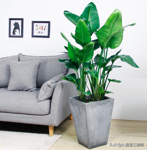 卧室客厅适合养什么绿植,有孕妇和小孩又不宜养什么,养错危害大