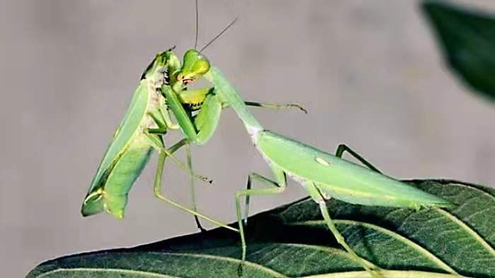 螳螂习性(螳螂交尾时,并不是所有的雄性都会被吃掉,就看它是否聪明很