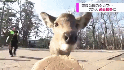奈良小鹿一年伤了209人！8人骨折！原来鹿有这个反应是攻击的意思