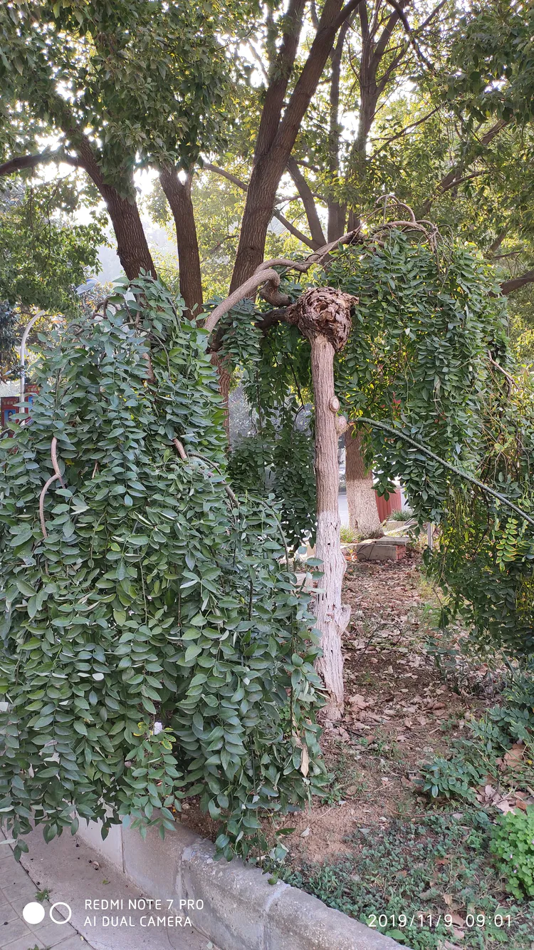 陪你一起看湖北省广水一中①——走进植物王国
