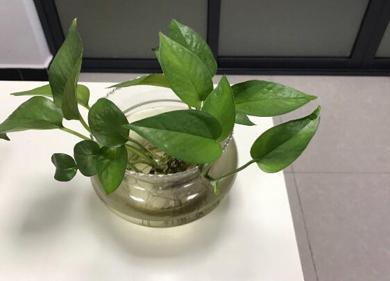 绿萝可以吃吗（告诉你绿萝绝对不可以吃的原因）