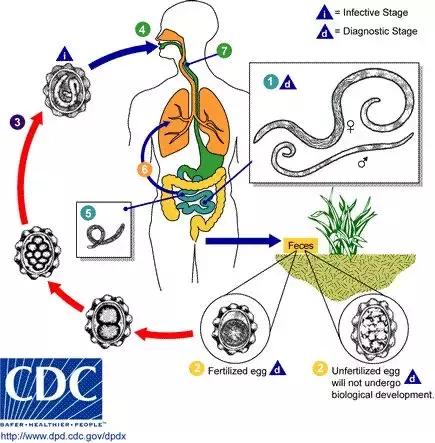 科學家以身試吃蛔蟲卵,蛔蟲為什麼只能寄生在體內