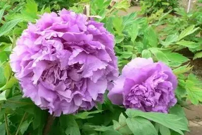100种名贵牡丹鉴赏 绘画好素材（报花名）