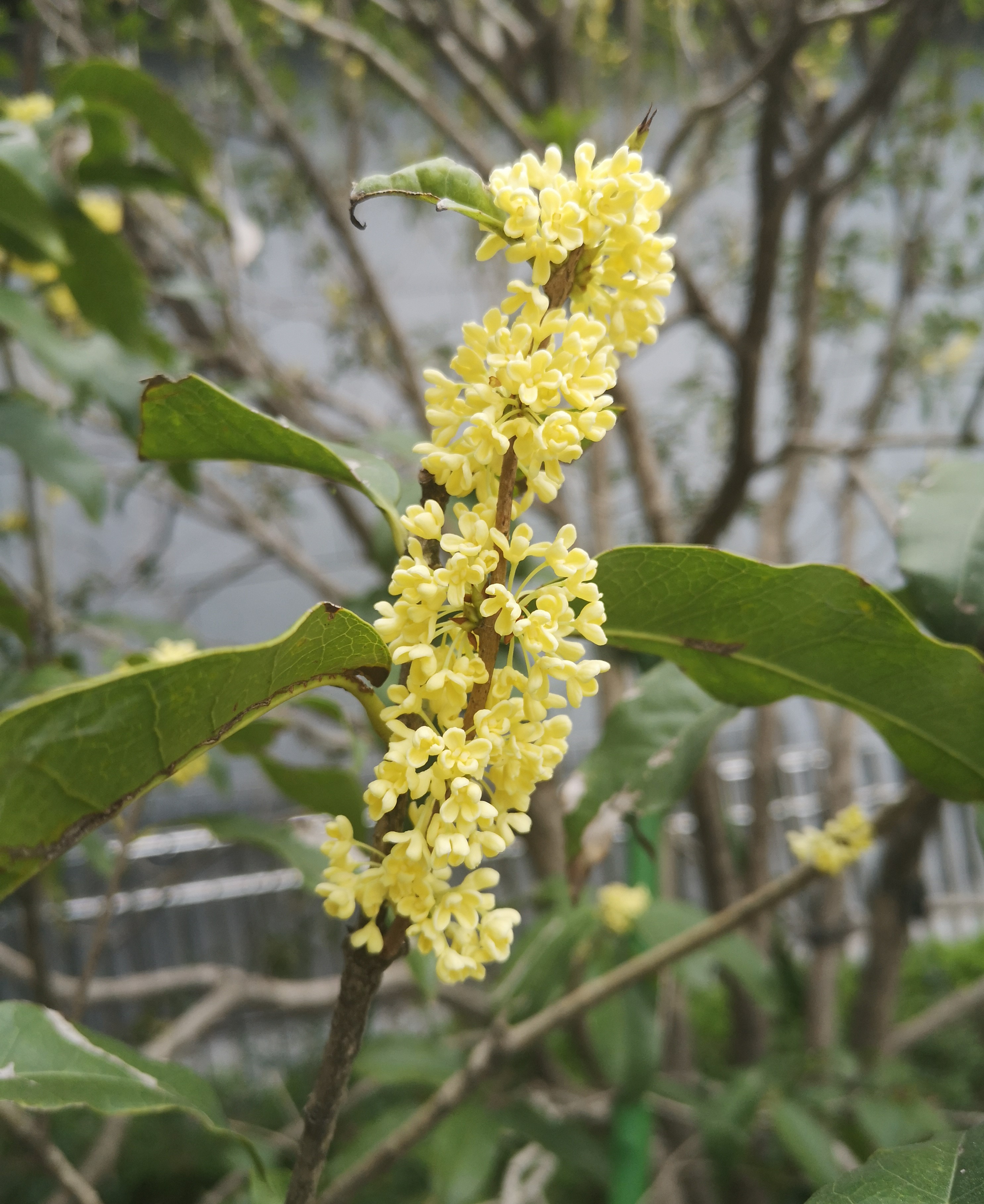 八月桂花逸清秋 十首妙辞人间留