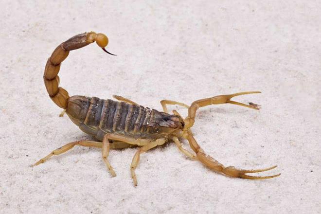 的就有东亚钳蝎,条斑钳蝎,海南双针蝎,大理石纹狼蝎,中华狼蝎,藏蝎,辽