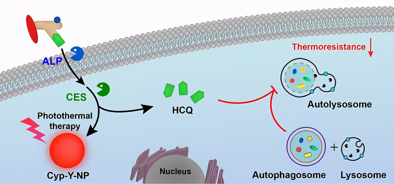 肿瘤治疗获突破！江苏科研团队再出重大成果，癌症诊疗方面显独特优势！