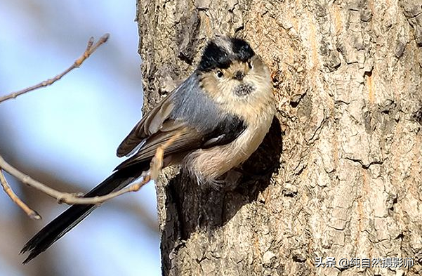 黑头长尾山雀(学名:aegithalos iouschistos)体型纤小(11厘米)的山雀.