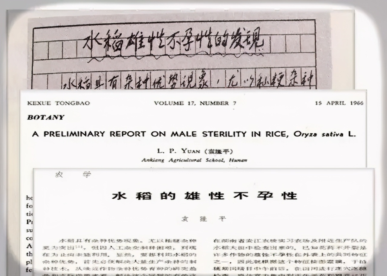 致敬“杂交水稻之父”袁隆平：除了珍惜粮食，我们还能做到这五点